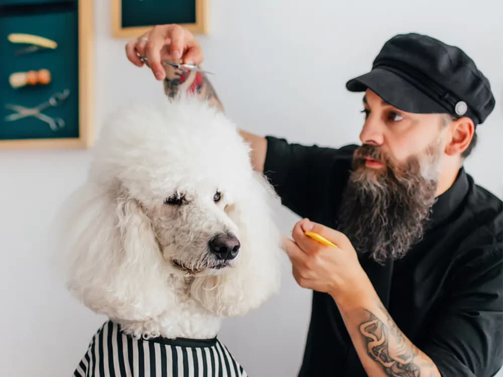 poodle groomer