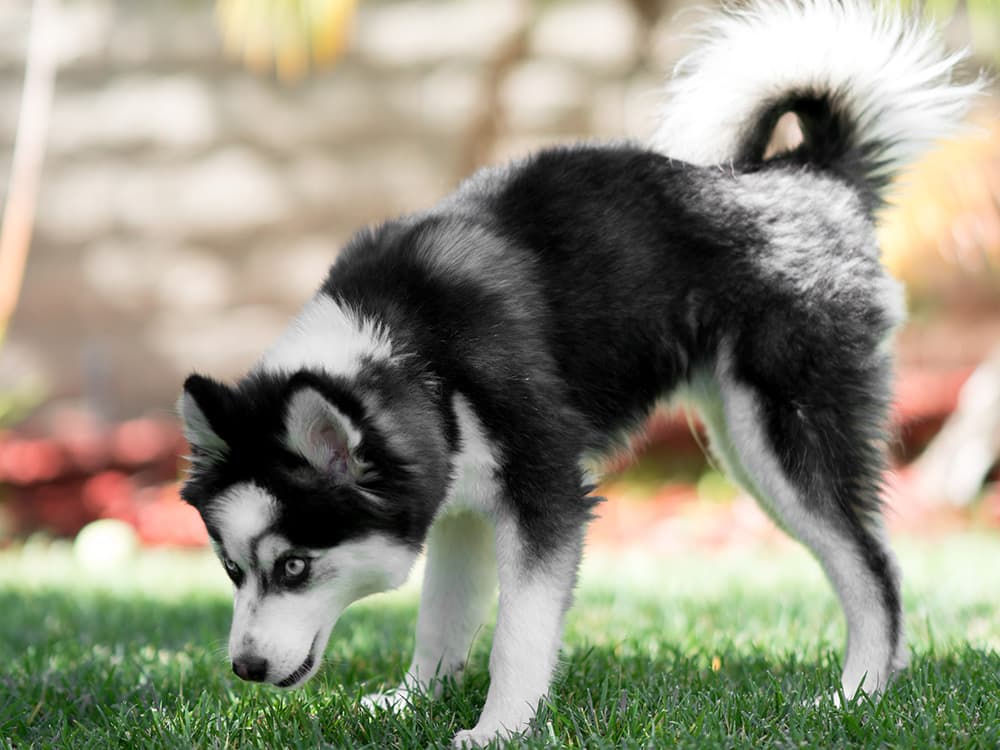 Pomsky