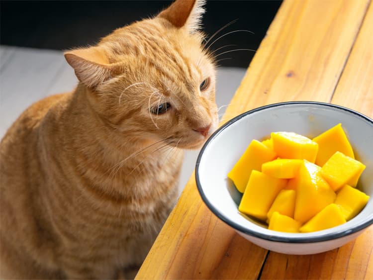 Can Cats Eat Mango?