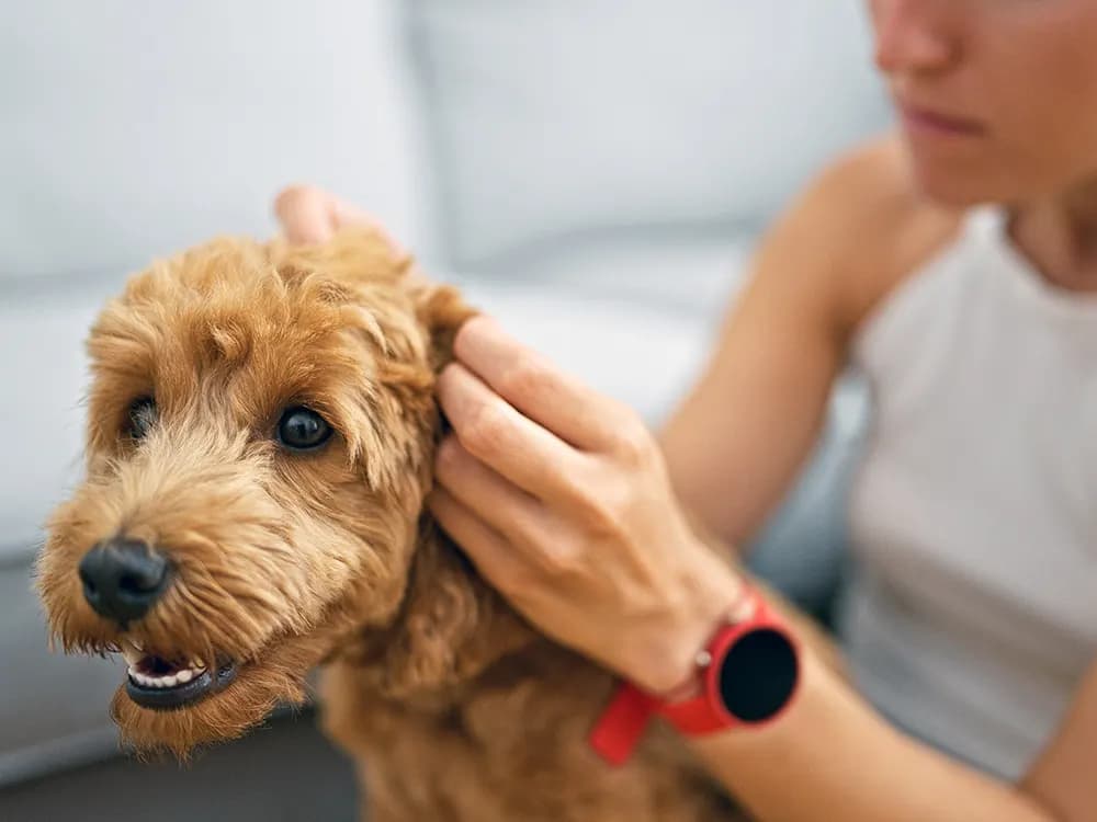 checking pets for fleas with natural prevention