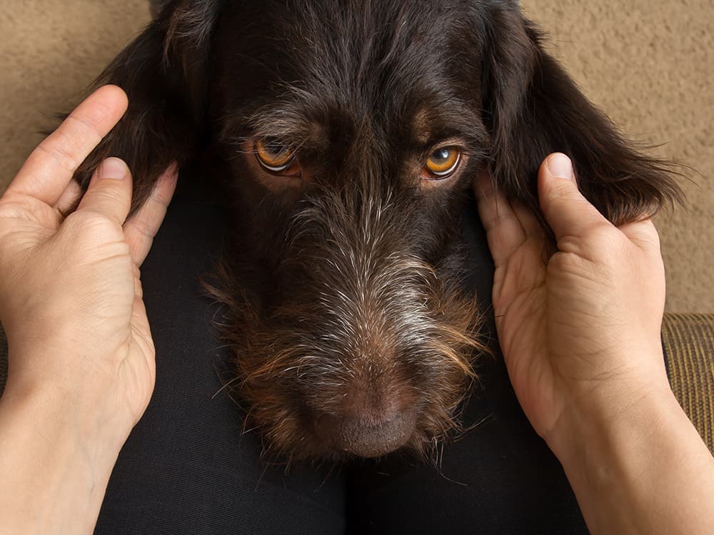 DIY Physical Exam Part 2 — How to Check Your Dog for Infections