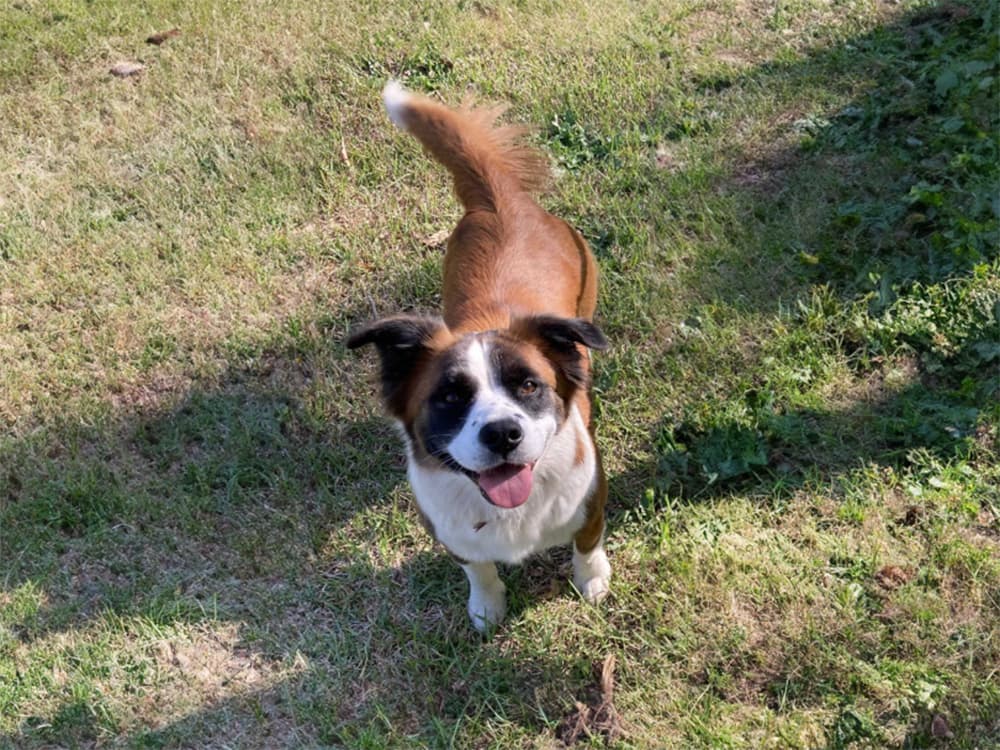 Saint Bernard / Corgi mix