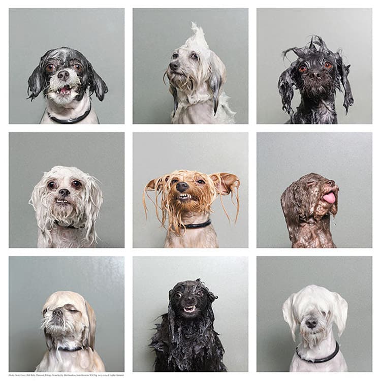 Fotografiska’s Represents How Integral Dogs Are to Their Parents’ Lives