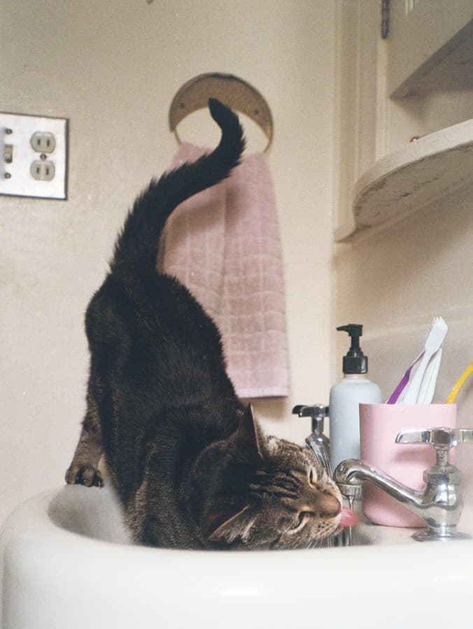 Why Is My Cat So Damn Thirsty?