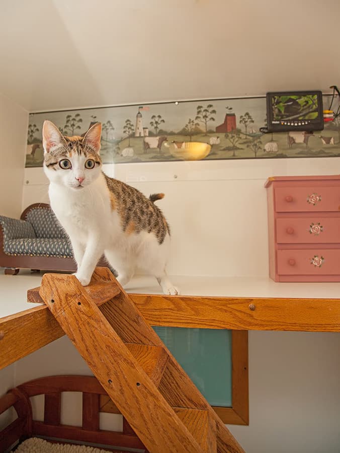 Sleep-Away Camp For Kitty? The Pros and Cons of Boarding Your Cat