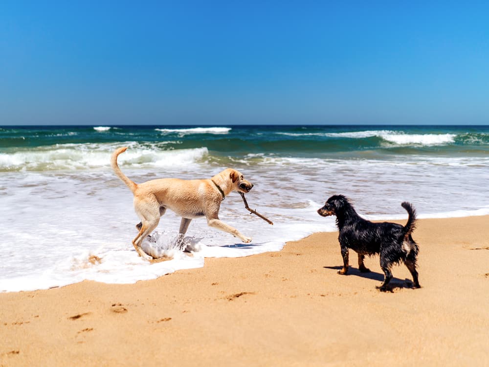 Summer Is Heating Up. Here Are 6 Ways to Keep Your Dog From Doing the Same