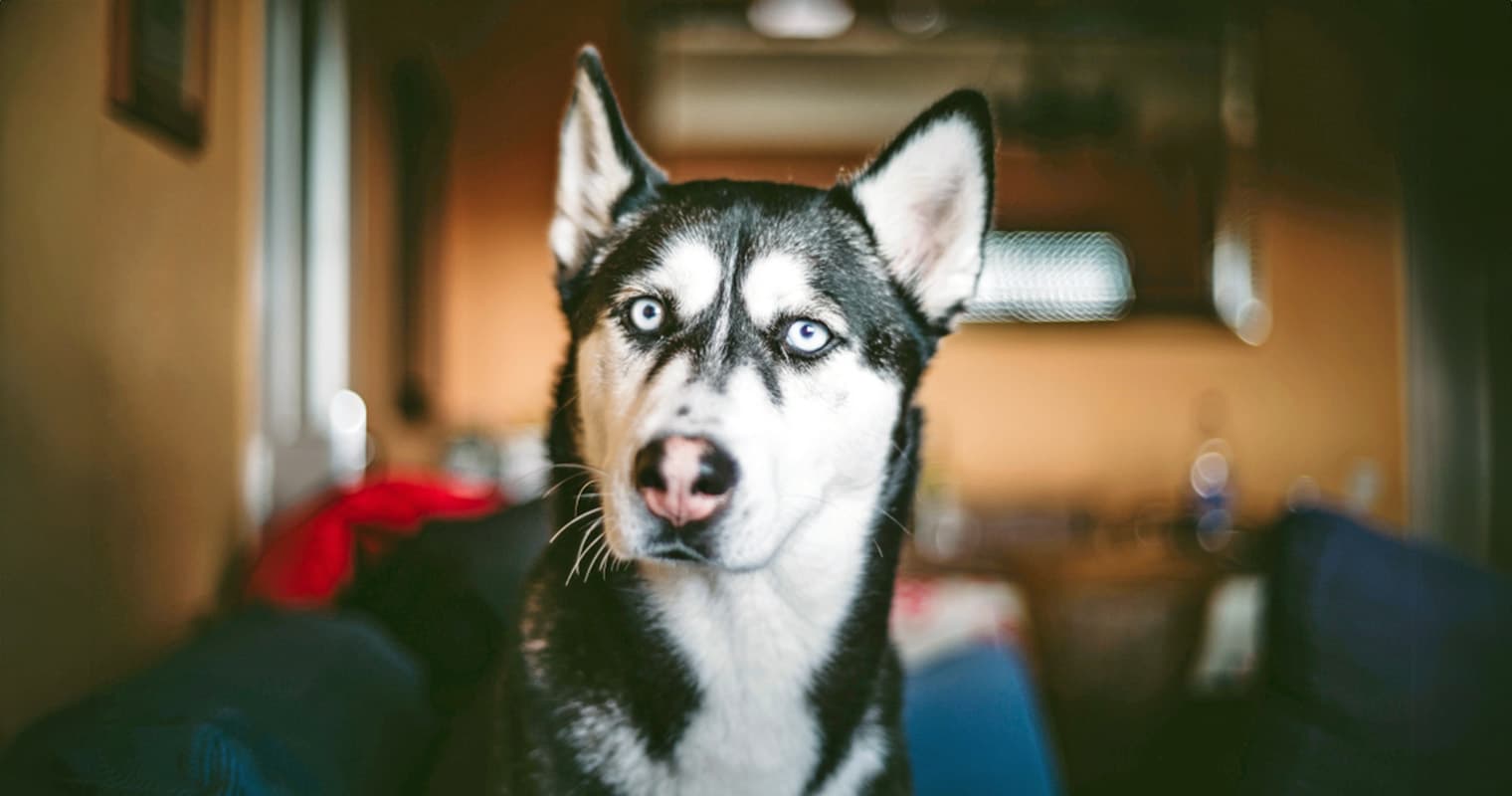How Long Does It Take a Husky to Get Used to a New Home?