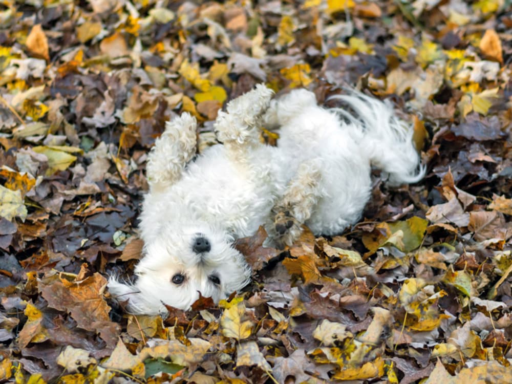 The Hidden Dangers of Letting Your Dog Play in Fall Leaves