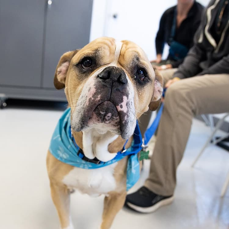 How to Adopt or Foster Pets That Have Been Affected by the LA Fires