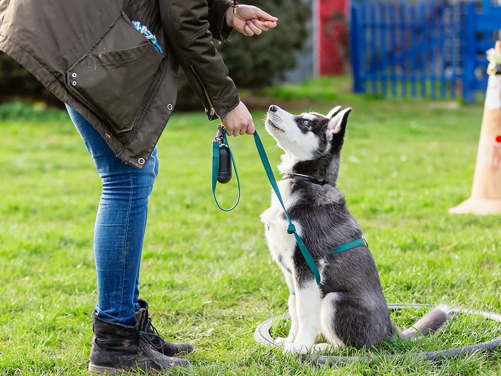 How to Find a Qualified Trainer for Your New Dog