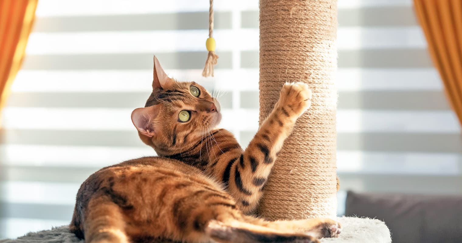 Need Cat Enrichment Activities? Try These 13 Ideas