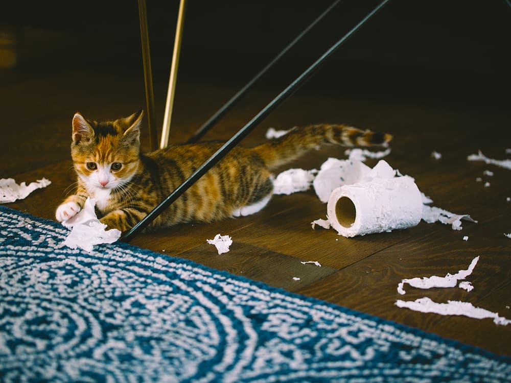 Why Does My Cat Chew On Everything?