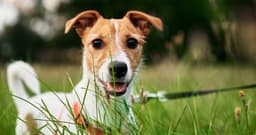 Why You Should Consider Adopting a Jack Russell Terrier Mix