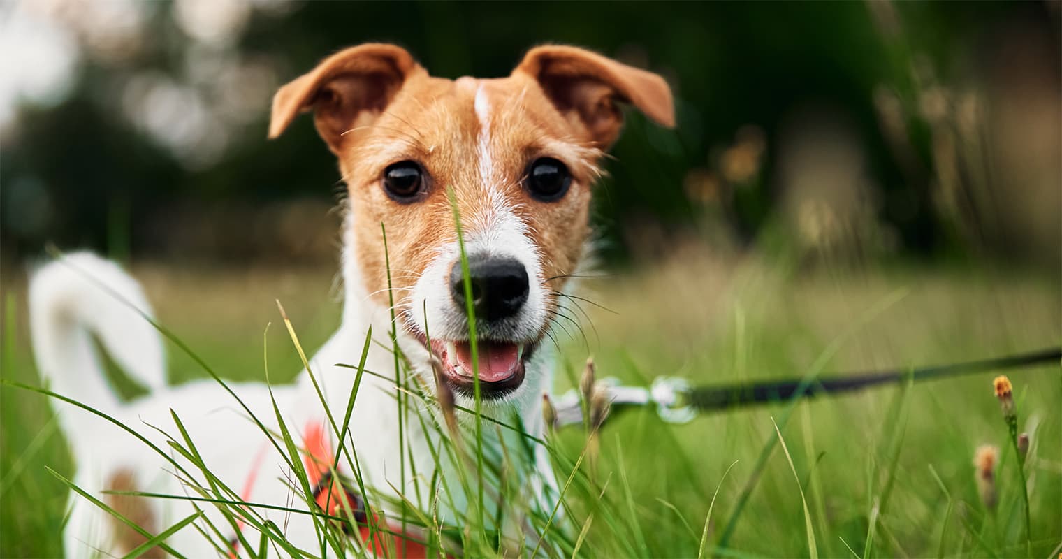 Why You Should Consider Adopting a Jack Russell Terrier Mix