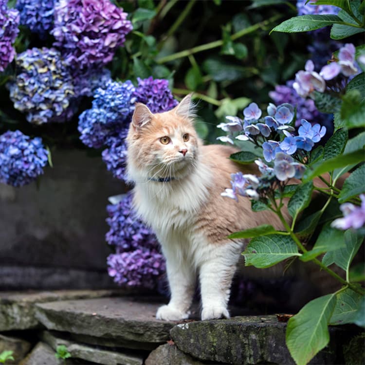 Are Hydrangeas Toxic to Cats?