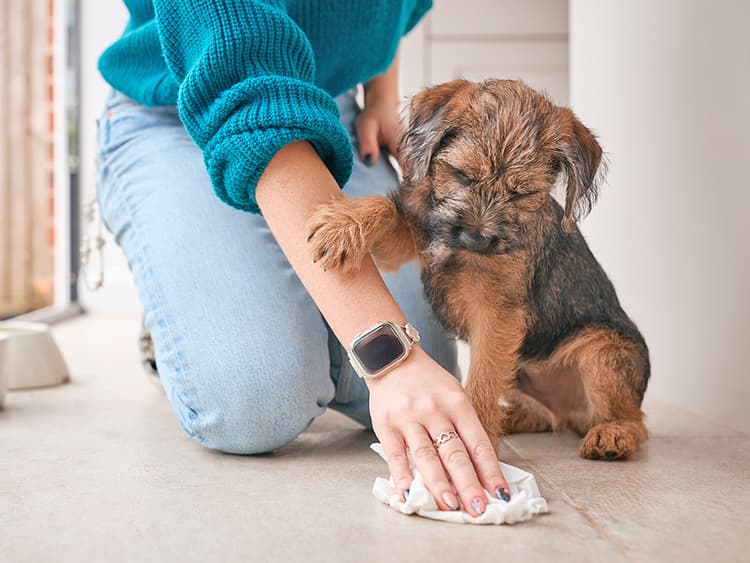 How to Get Rid of Dog Pee Smell in Carpet, Couches, Beds and Outside