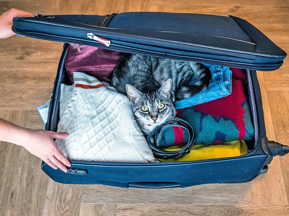 Why Is Your Cat Obsessed With Getting in Your Suitcase?
