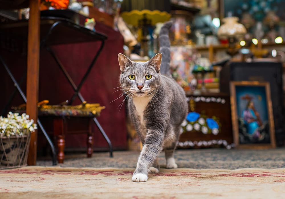 A Cat Lover’s Guide to NYC