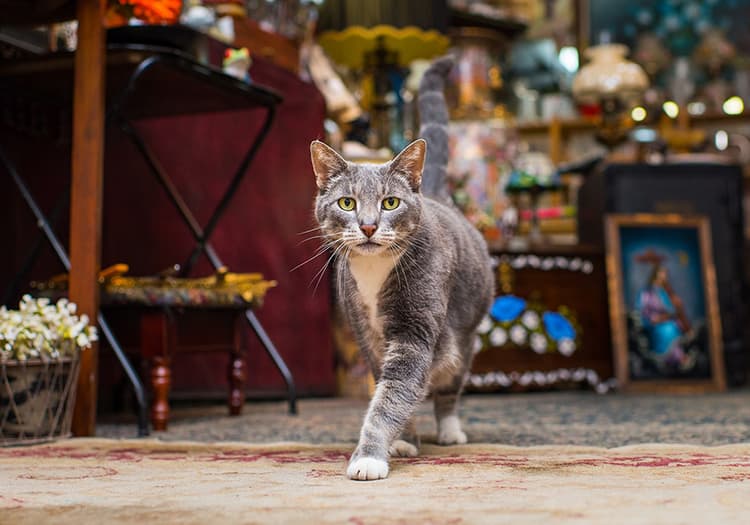 A Cat Lover’s Guide to NYC