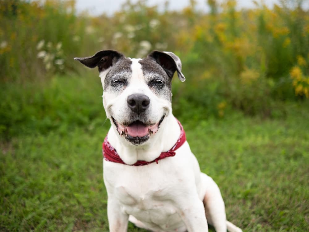 Can CBD Oil Help Relieve Pain for Dogs With Arthritis?