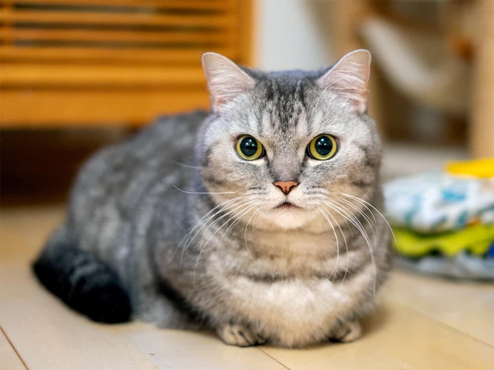 A munchkin cat sitting on the floor