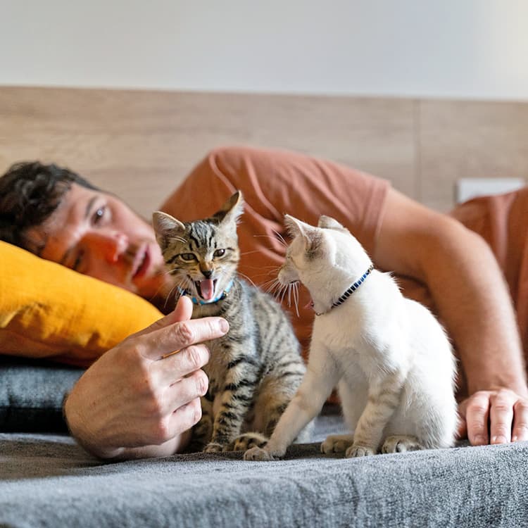 Why Does My Kitten Keep Meowing?