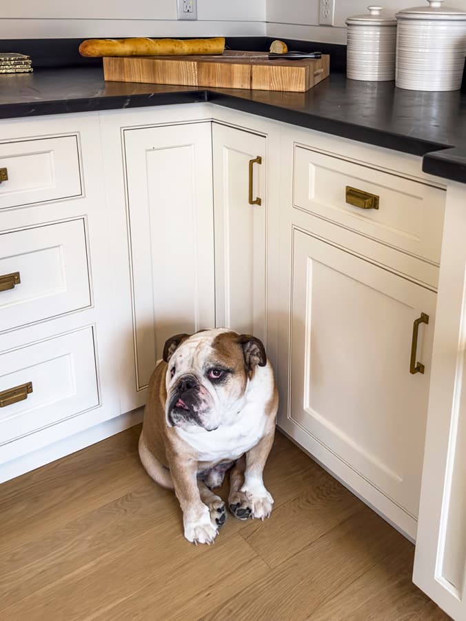 The Real Reason Your Dog Is Leaving You That “Revenge Poop”
