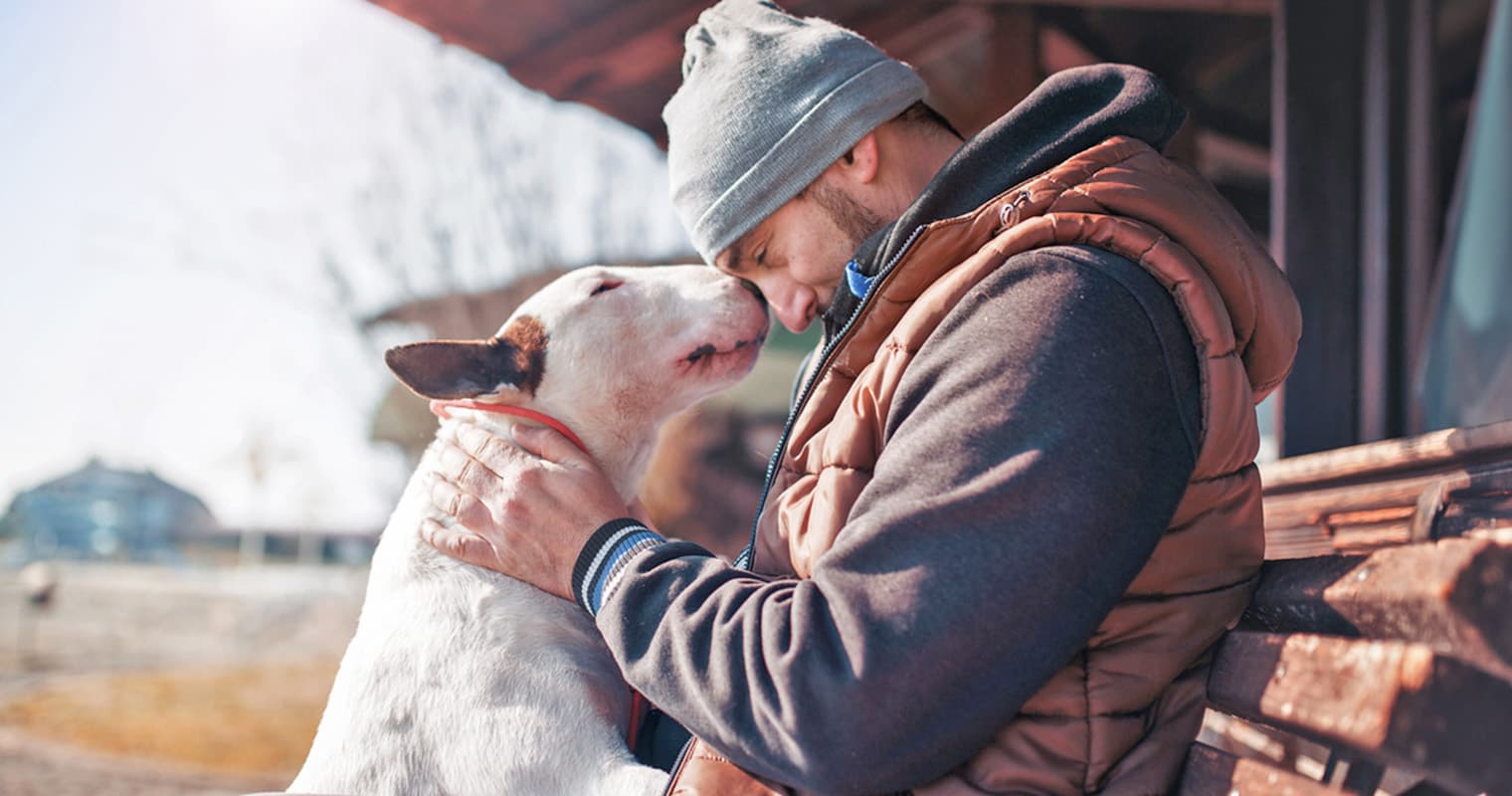 How Do I Surrender My Bull Terrier?
