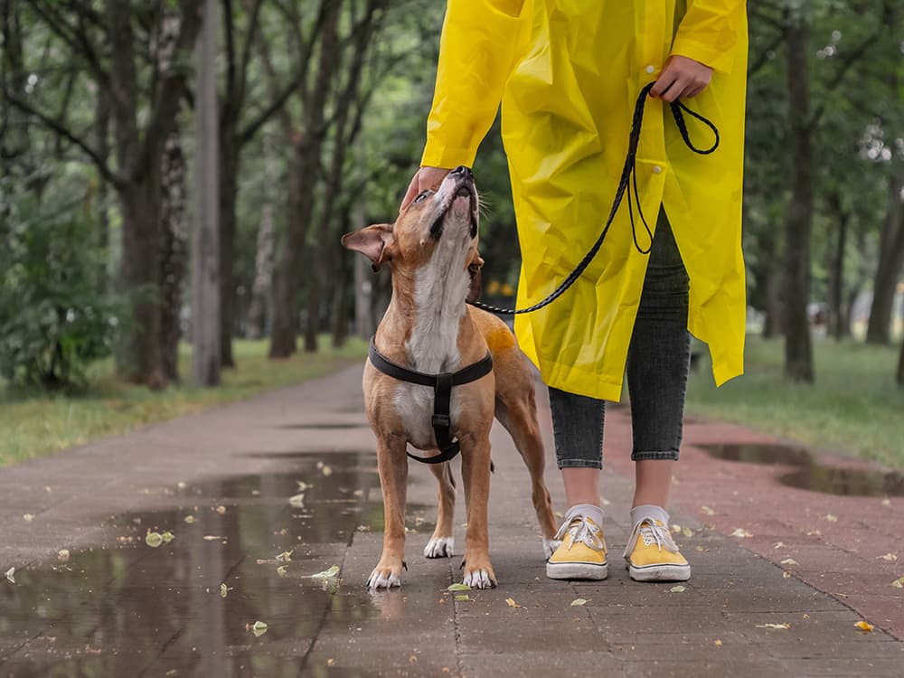 The 3 Types of Dogs on Walks