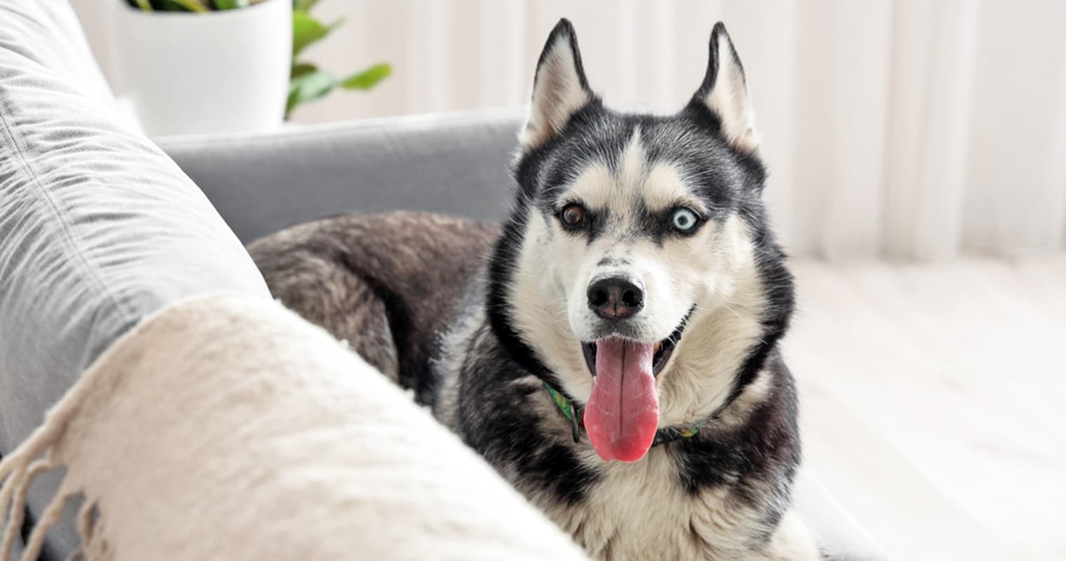 How Do I Rehome My Husky?