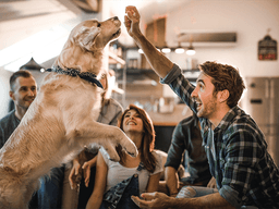 Training Your Dog to Do Tricks Gives You More Than Bragging Rights