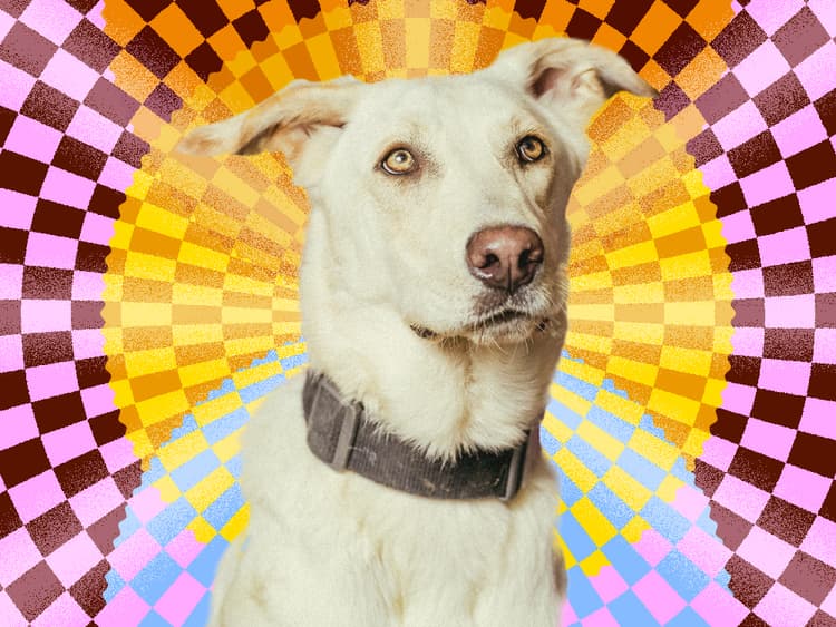 Animal Instincts: Entering the Realm of Pet Psychics