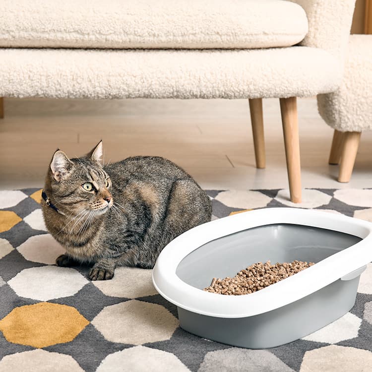 Reasons Why Your Cat Is Peeing Everywhere (Besides the Litter Box)