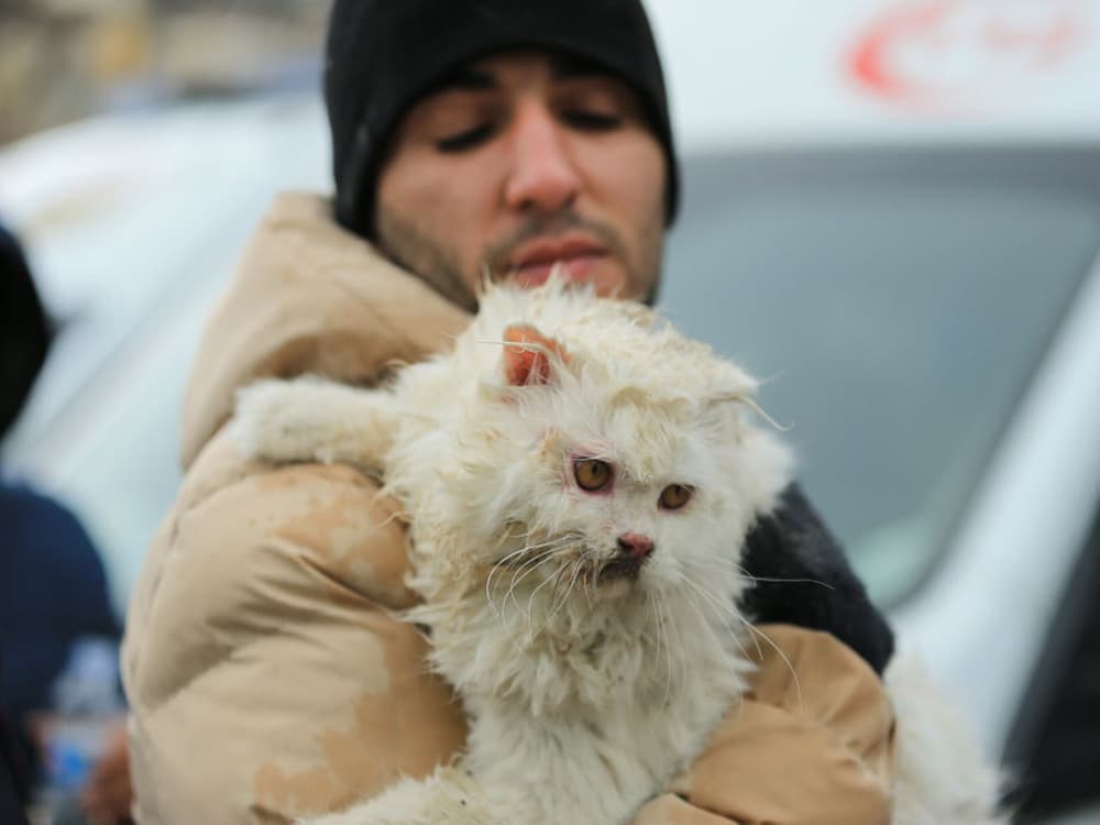 How to Help Dogs and Cats Affected by the Earthquake in Turkey and Syria