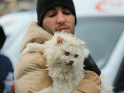 How to Help Dogs and Cats Affected by the Earthquake in Turkey and Syria