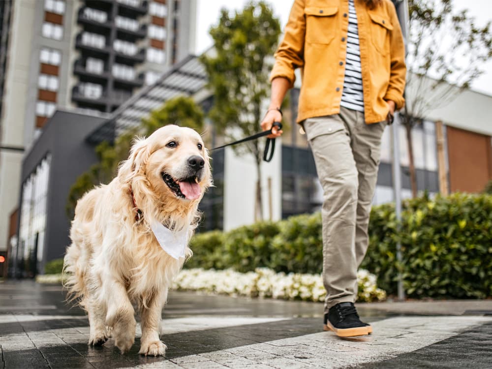 These U.S. Cities Have More People With Dogs Than Kids