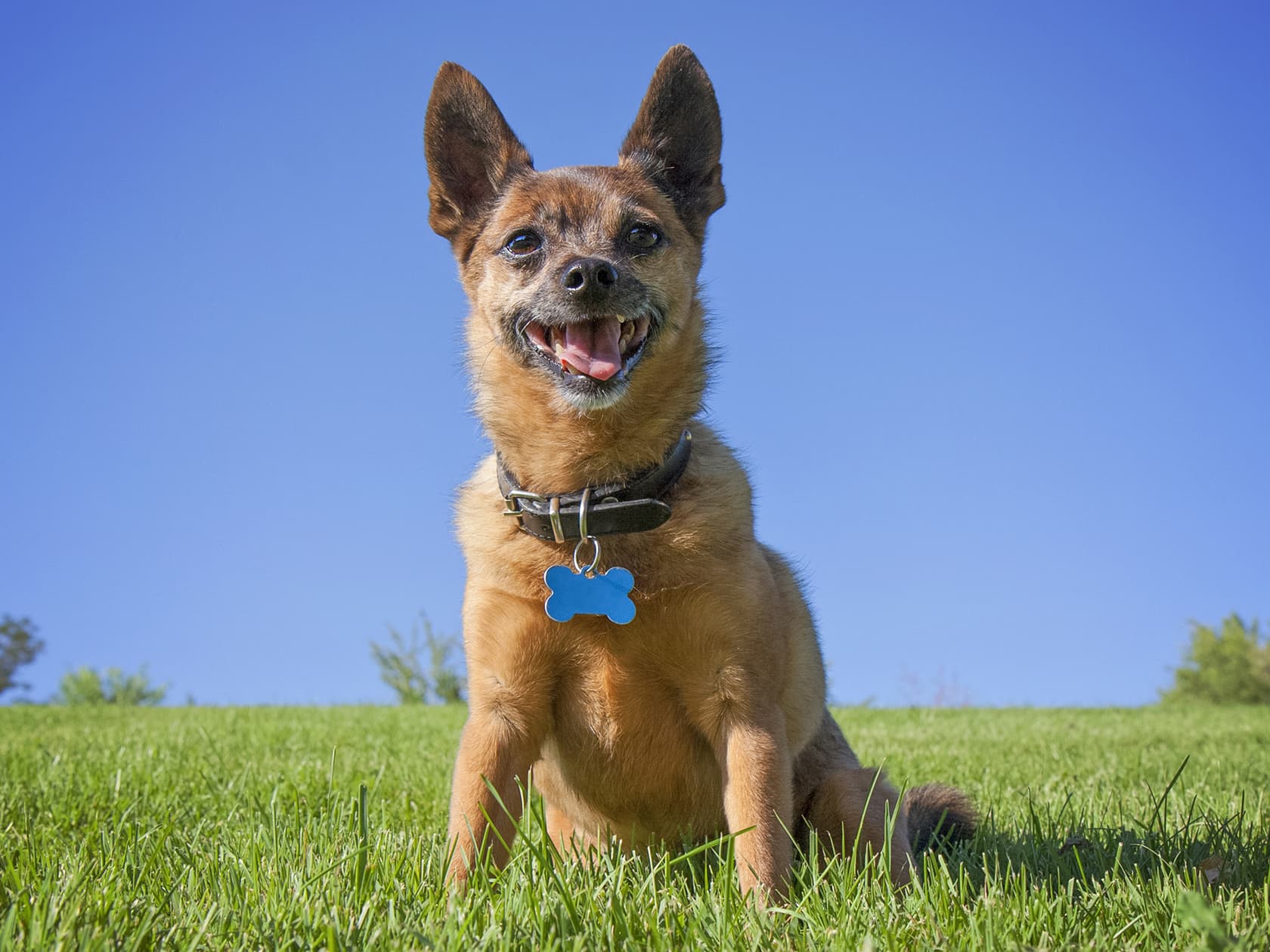 The Case Against Basic Dog Names