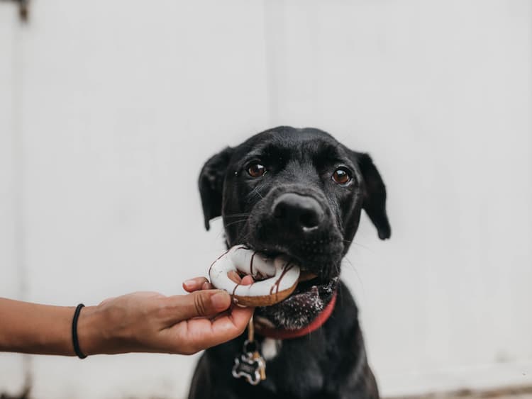 Sweet But Deadly: Xylitol Toxicity in Dogs Is on the Rise
