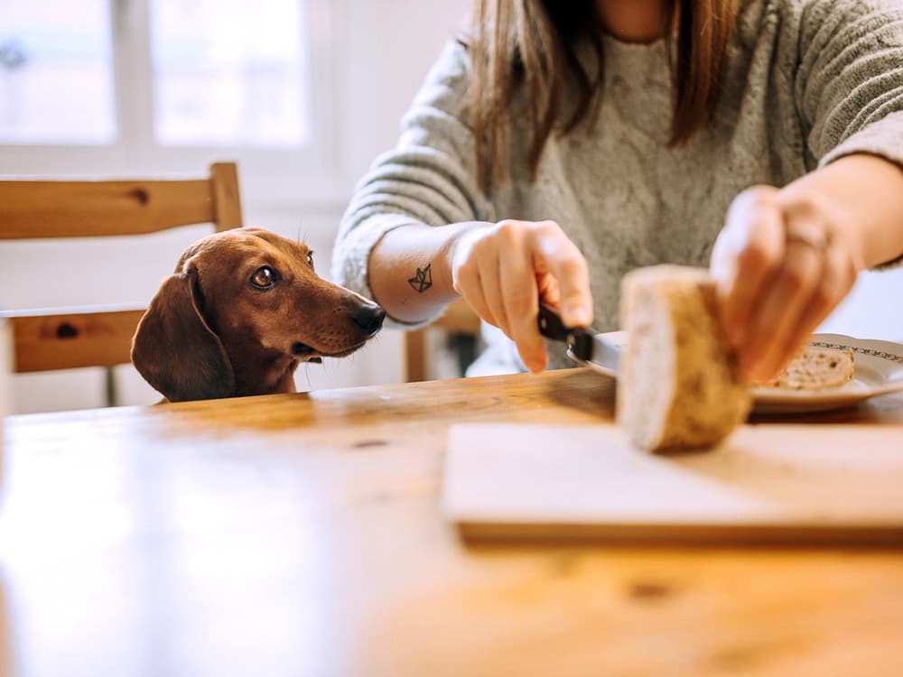 Can Dogs Eat Bread?