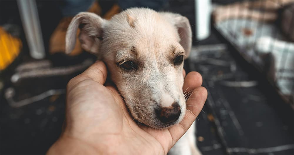 ALDF charity