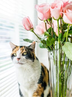 Are Roses Toxic to Cats?