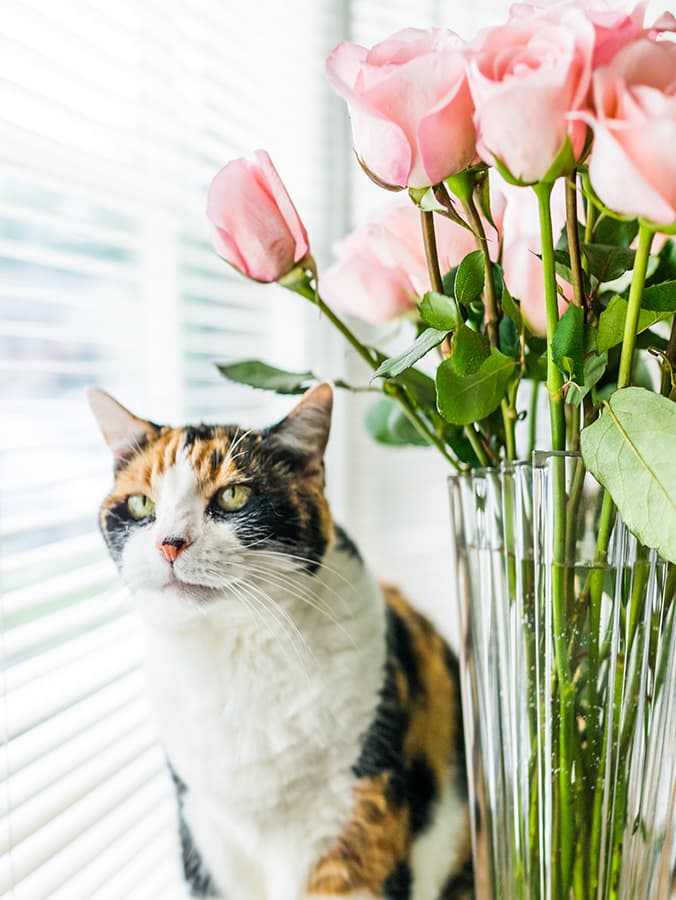 Are Roses Toxic to Cats?
