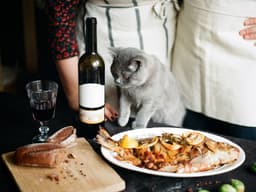 The 5 Best Fish Oils for Cats