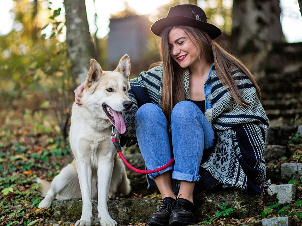 Wolfdogs vs. Domestic Dogs