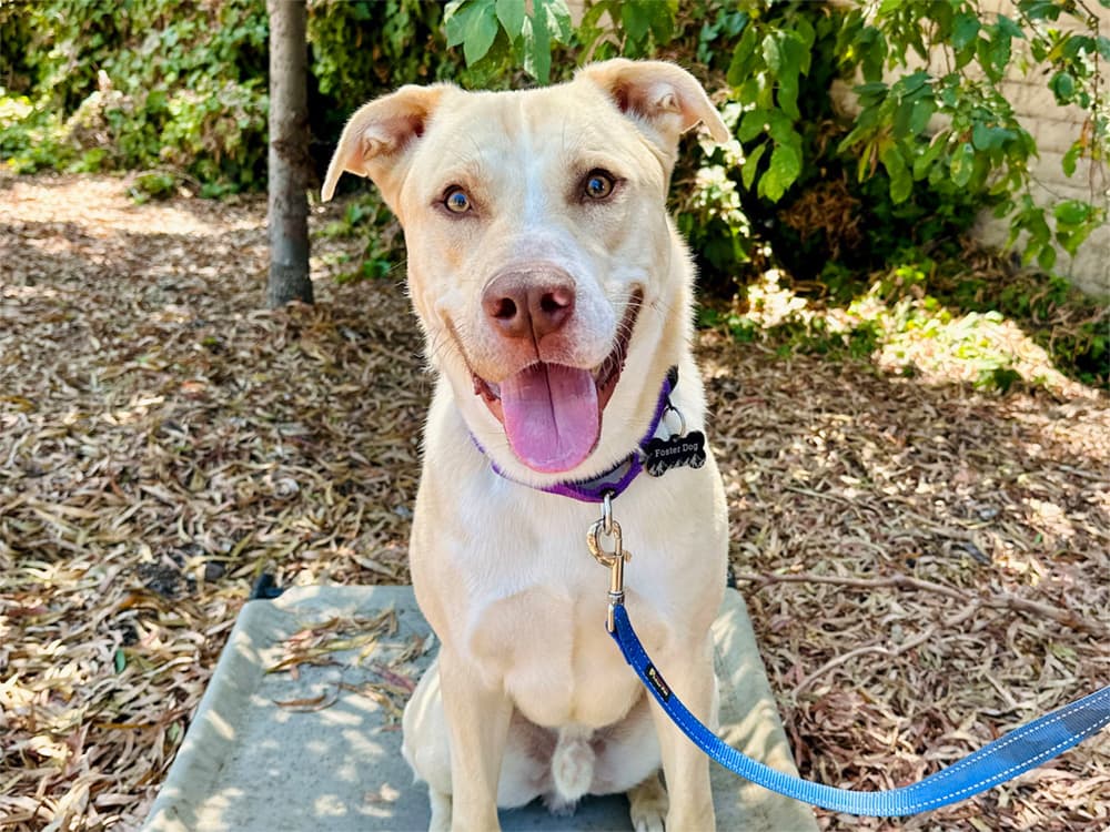 Labrador mix