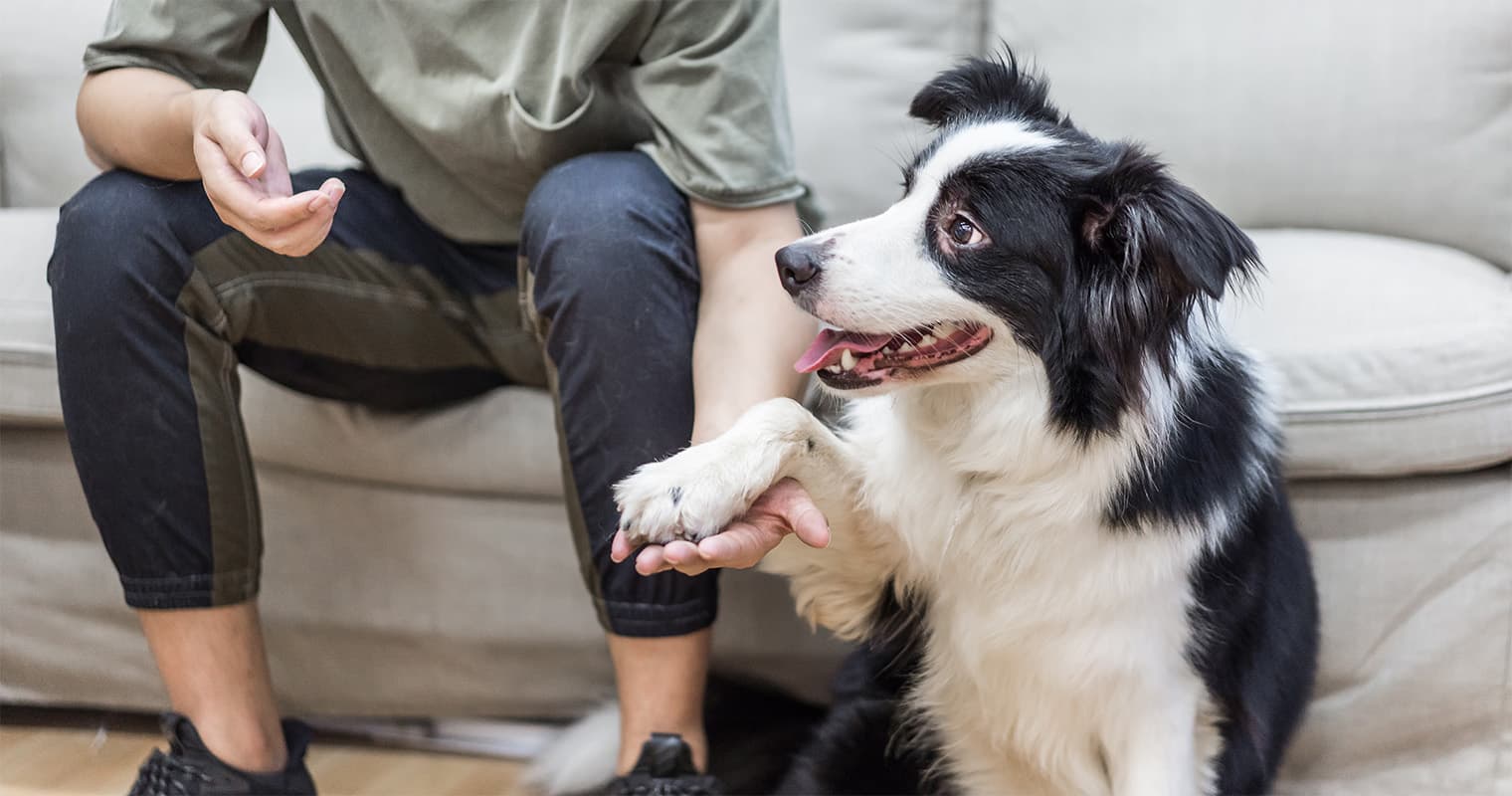 How Do I Surrender My Border Collie?