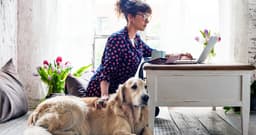 Can You Rehome a Dog Who Bites?