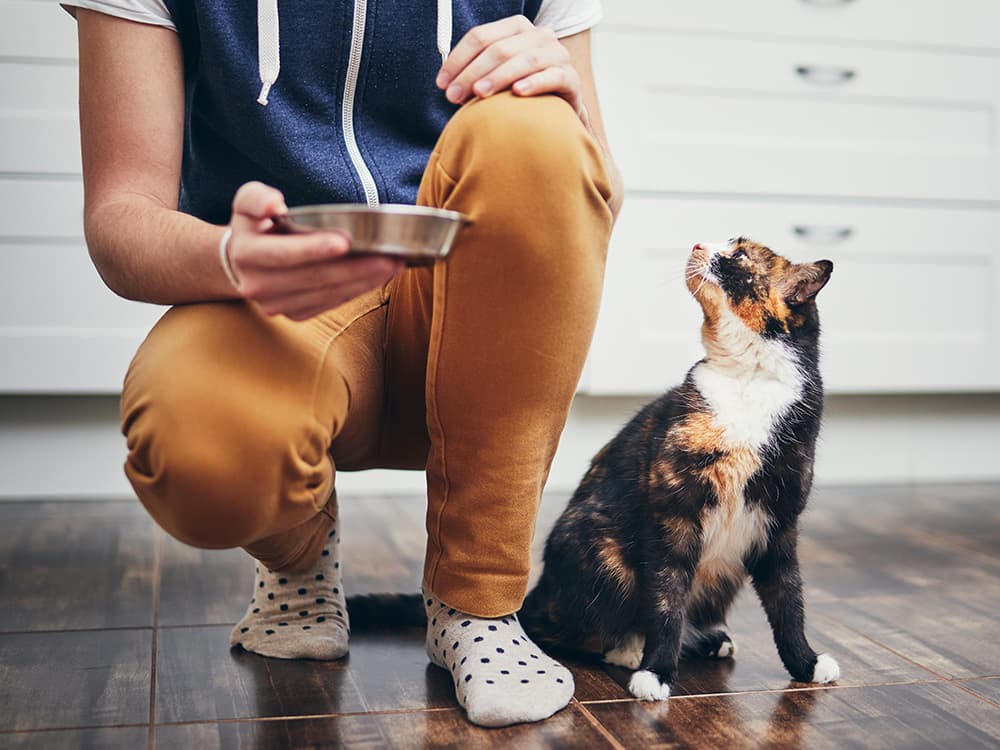 What You Need to Know About High-Fiber Cat Food