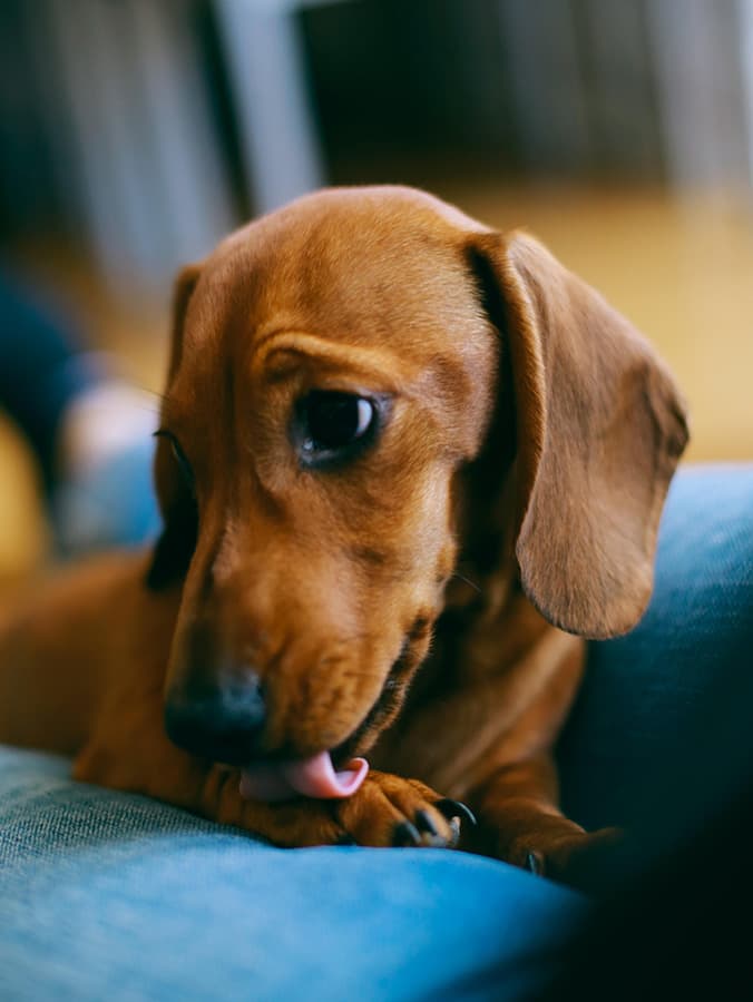 Can You Treat Lick Granulomas in Dogs at Home?