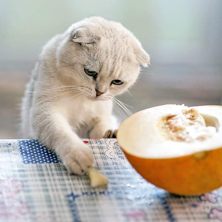 7 Surprising Flavors Cats Love